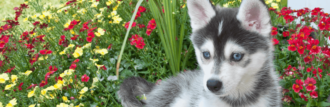 Quel est le prix d'un Pomsky ?