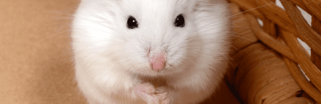 Hamster de Roborovski
