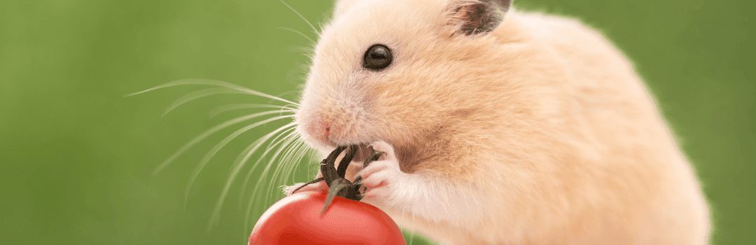 Hamster Doré