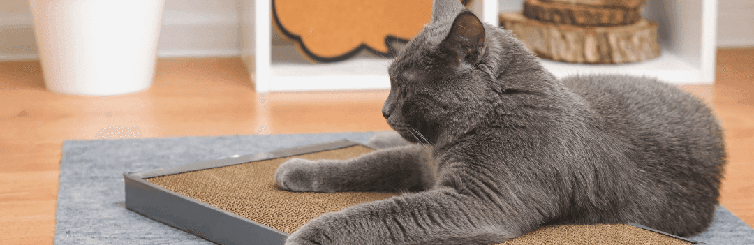 Griffoir en carton pour chat