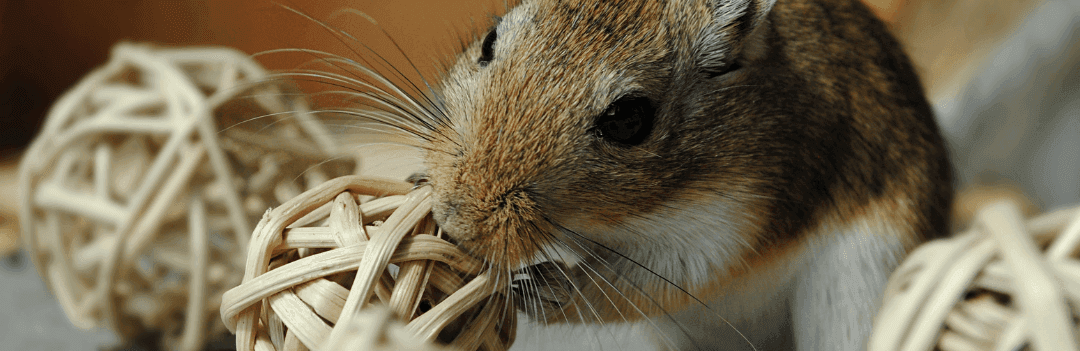 Quels sont les accessoires pour mon rongeur ?