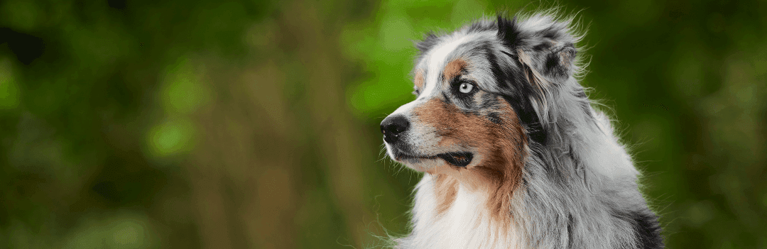 Berger Australien : caractère, origines et conseils d'élevage