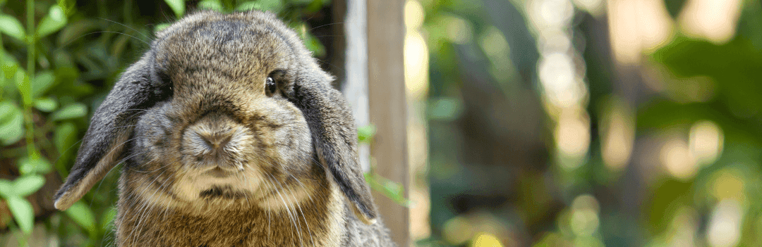 Le bon apport de fibres pour l'alimentation des lapins et rongeurs