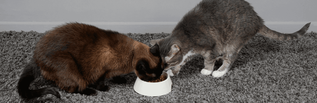 Comment choisir les croquettes pour son chat ?