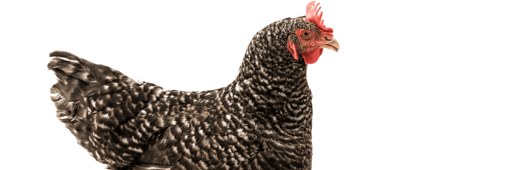 Poule grise : tout savoir sur cette poule pondeuse rustique