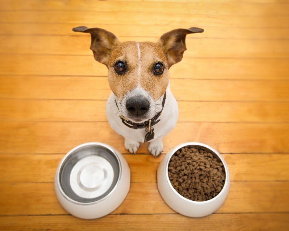 Alimentation chien - Les aliments dangereux pour votre chien