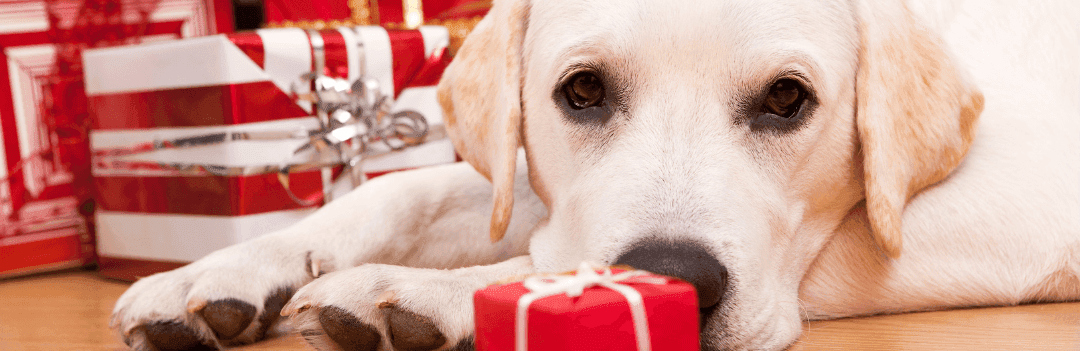 Les français vont-ils offrir un cadeau à leurs animaux de compagnie à Noël ?