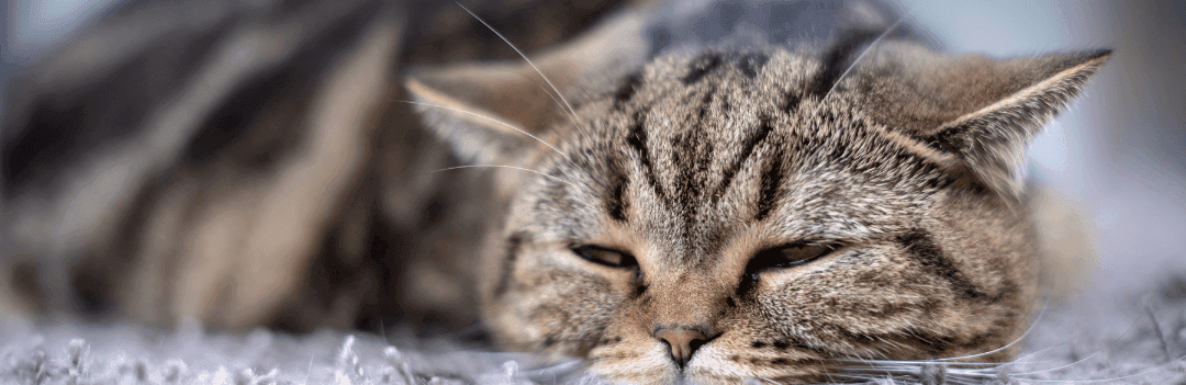 Chat qui vomit les croquettes