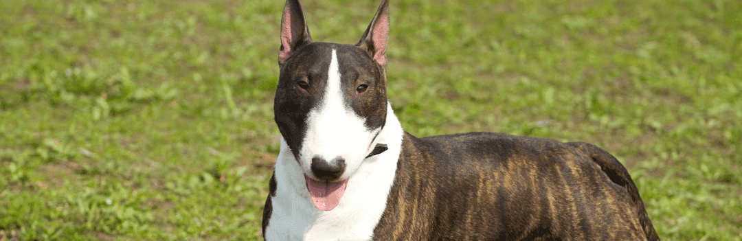 Le Bull Terrier