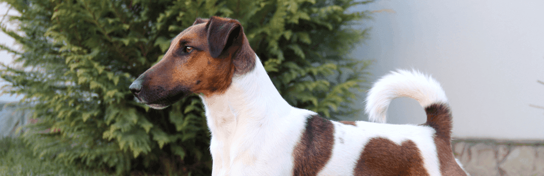 Le Fox Terrier à poil lisse