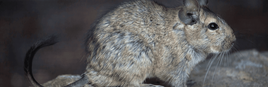 Arrivée d’un octodon