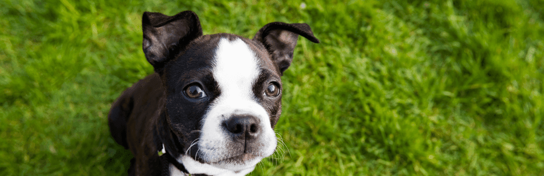 Le Boston terrier