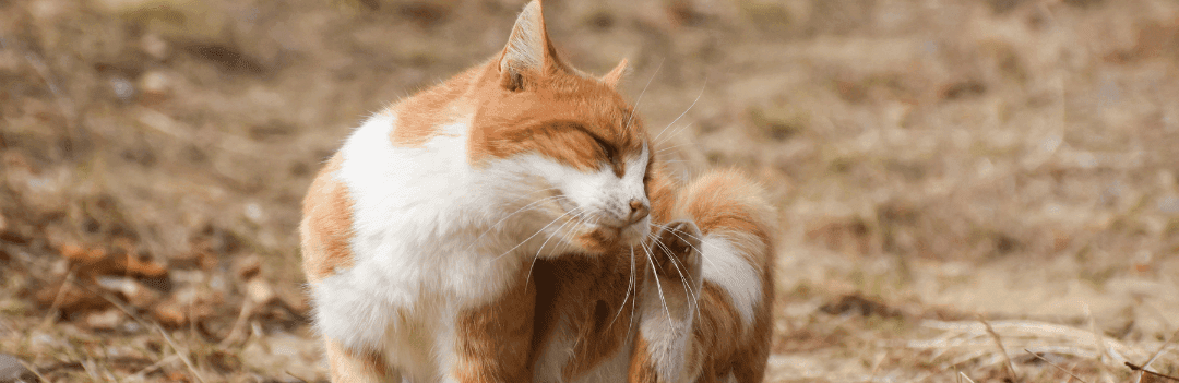 Comment mettre de l'anti-puce à un chat ?