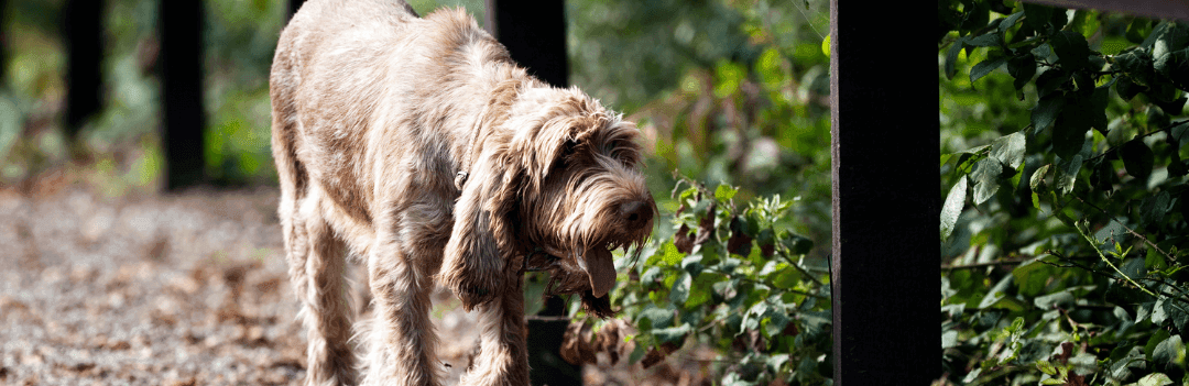 Le Spinone