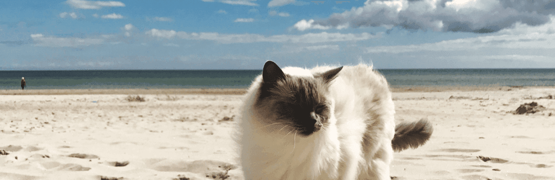 Doit-on emmener son chat en vacances ?