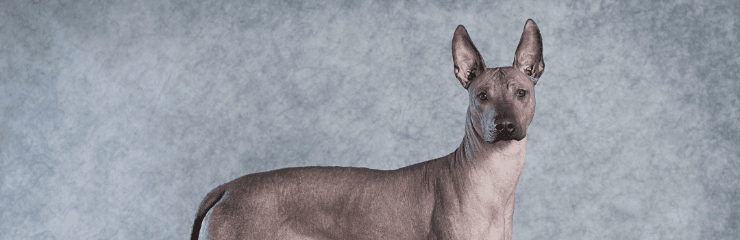 Chien sans poil
