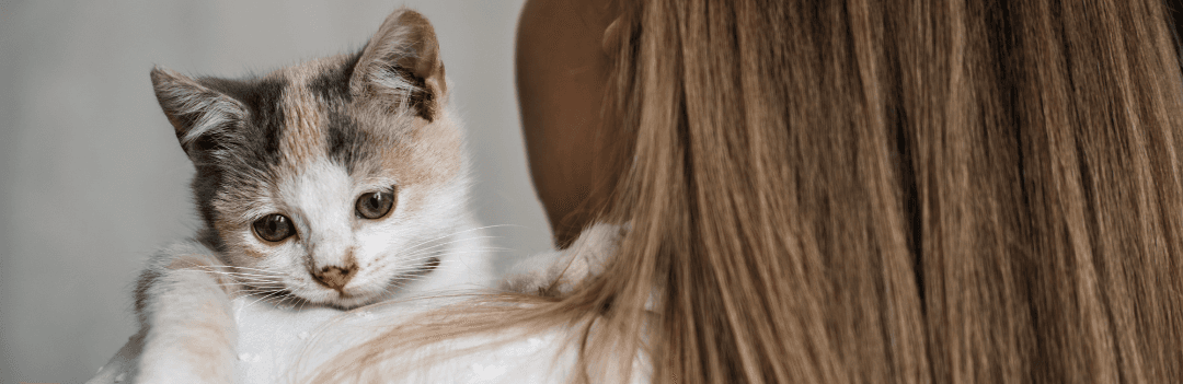 Adopter un chat par petites annonces