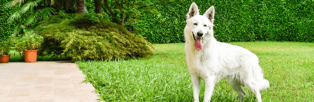 Le Berger Blanc Suisse