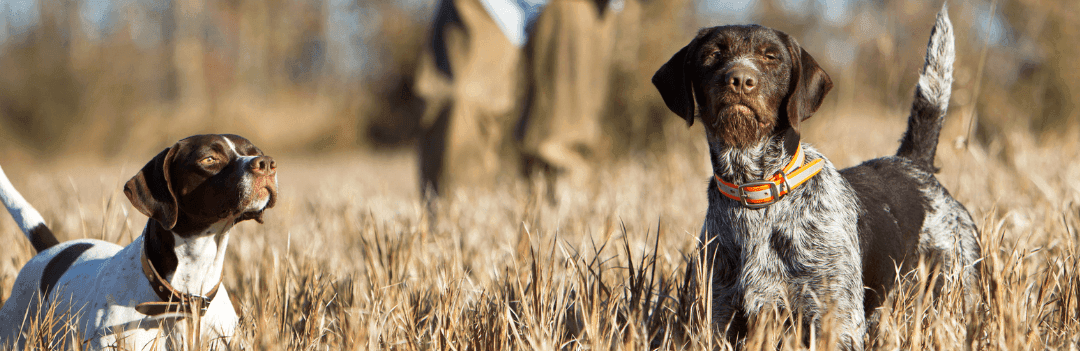 Les croquettes Proplan pour chien de chasse