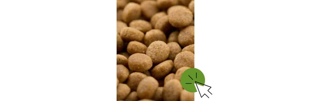 Croquettes chat