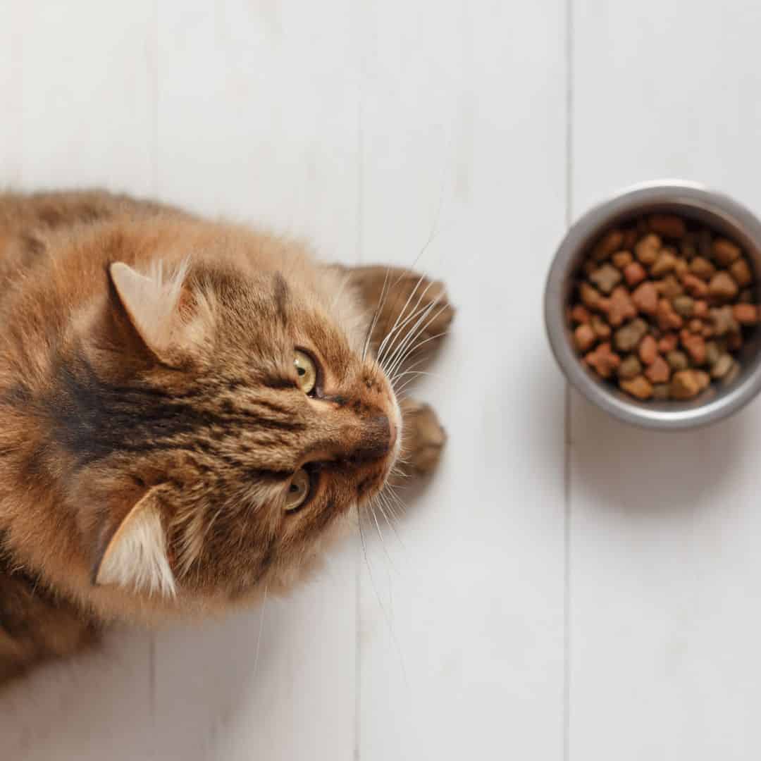 Croquettes pour chats