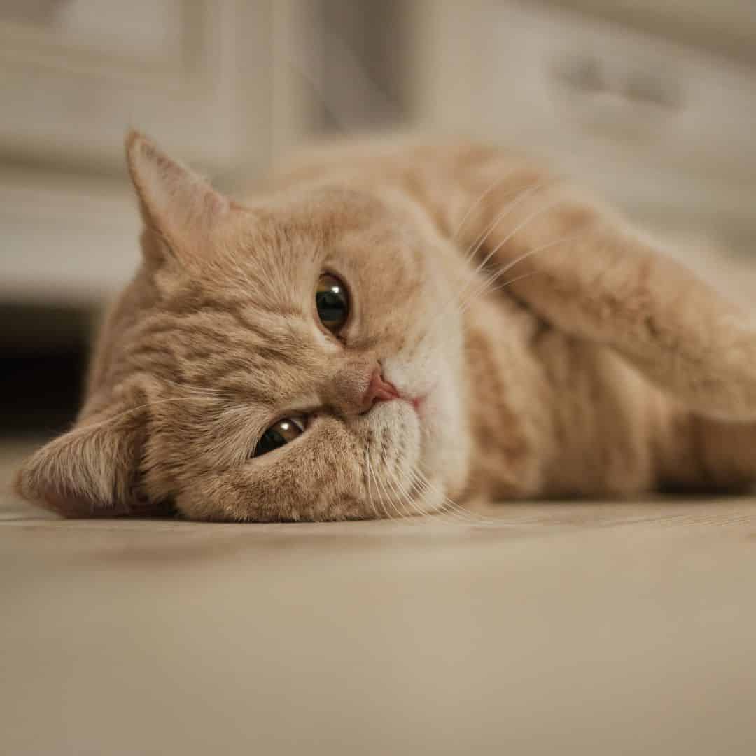 Chat couché mignon