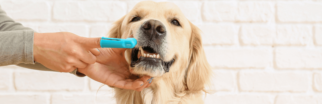 Brosser les dents de son chien