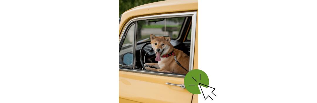 Voyage et transport du chien