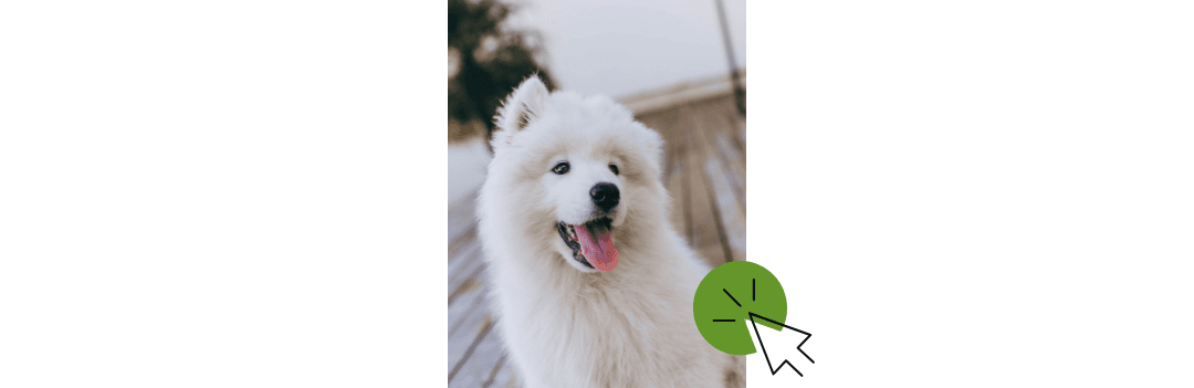 Accessoires chien et nourriture