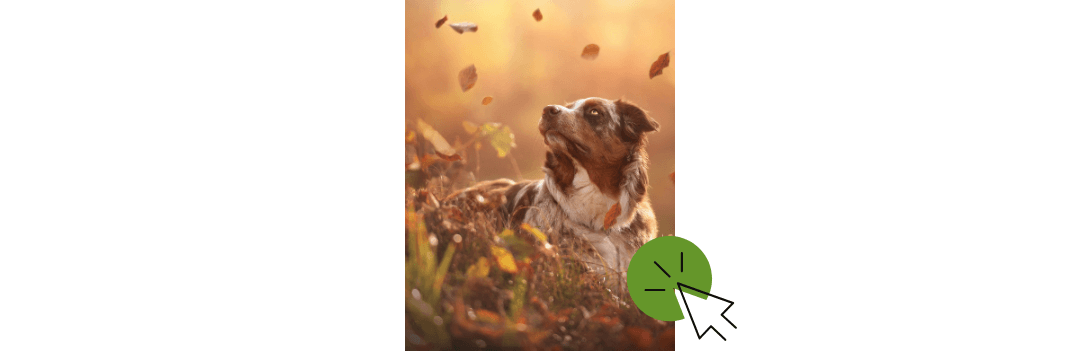 Collier pour chien et laisse pour chien