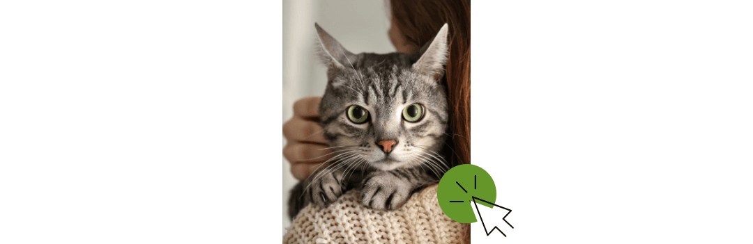 Accessoires Chat et nourriture