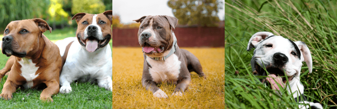 American staffordshire
