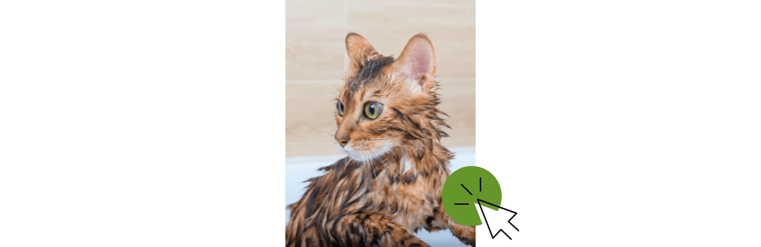 Shampoing pour chat et parfum