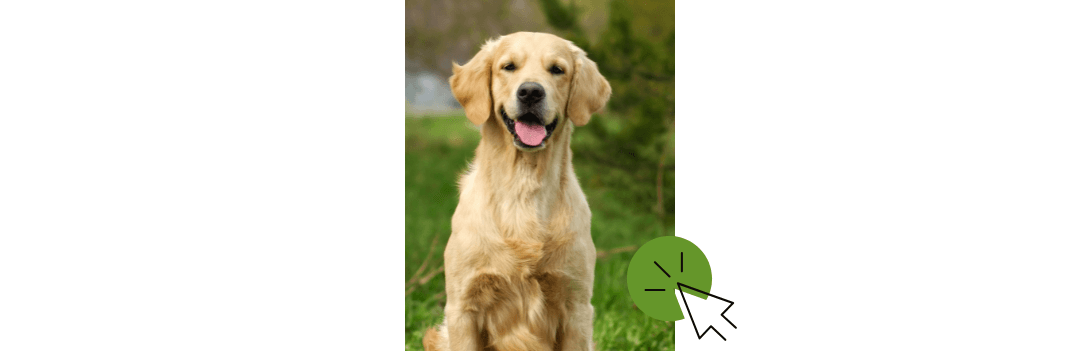 Accessoires chien et nourriture