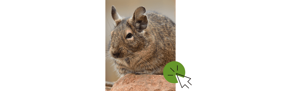 Nourriture pour octodon