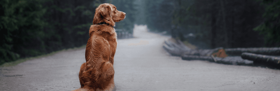 Promenade de chien sans laisse