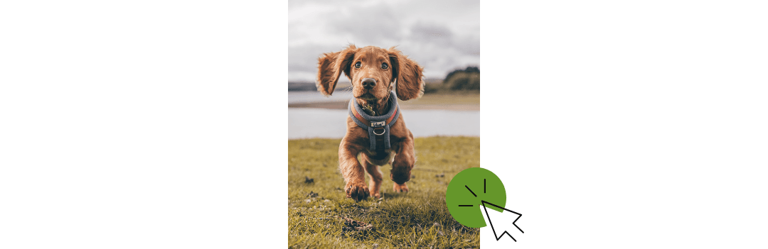 Croquettes pour chiot