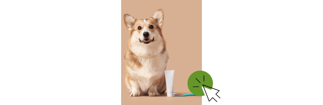 Soin des dents du chien