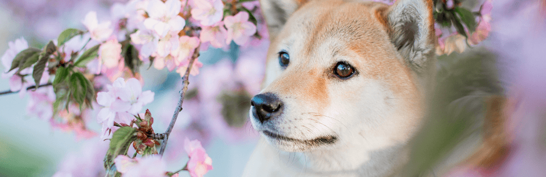 Akita inu