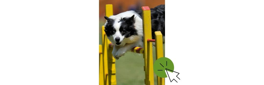 Education du chien et dressage