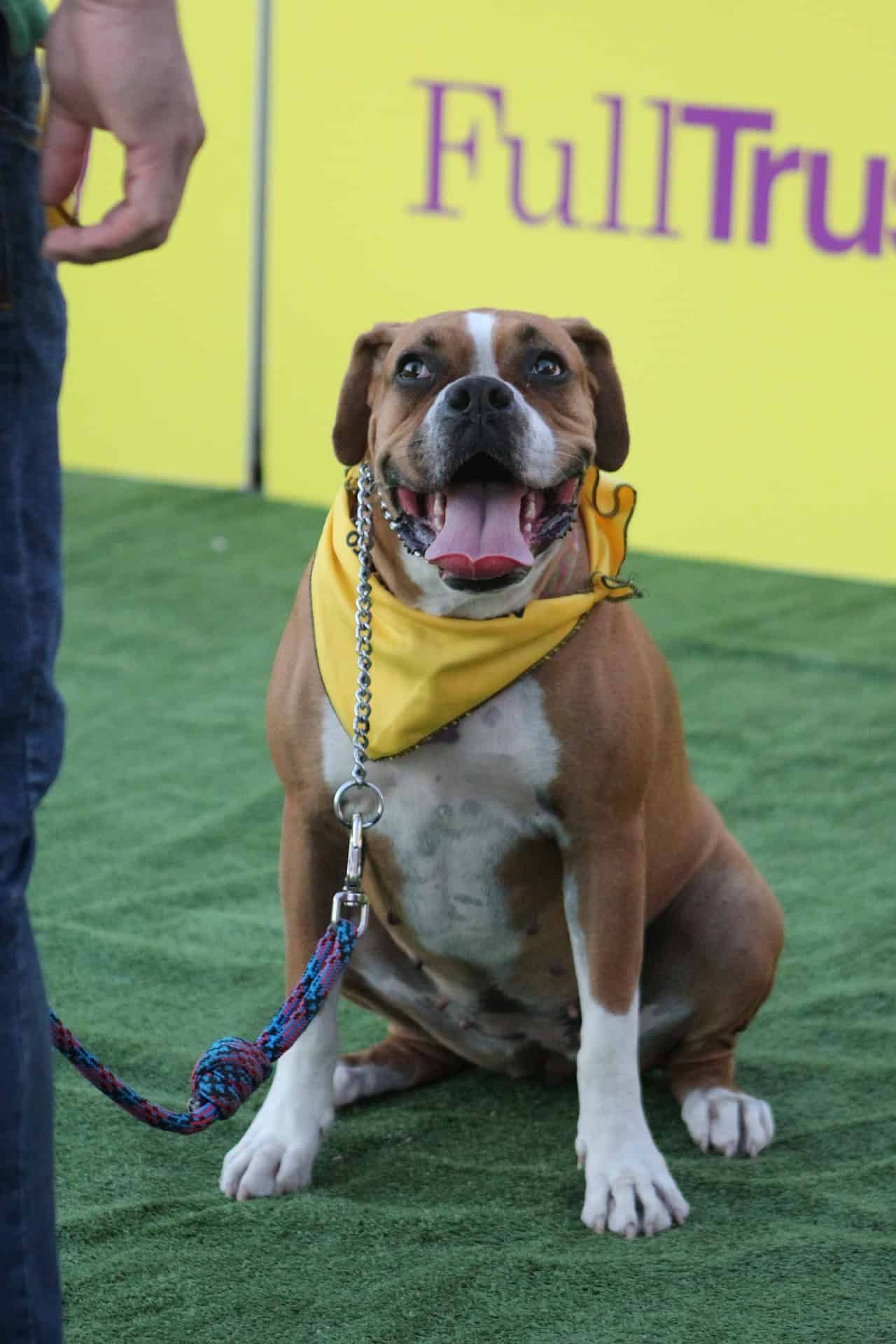 Image de chien