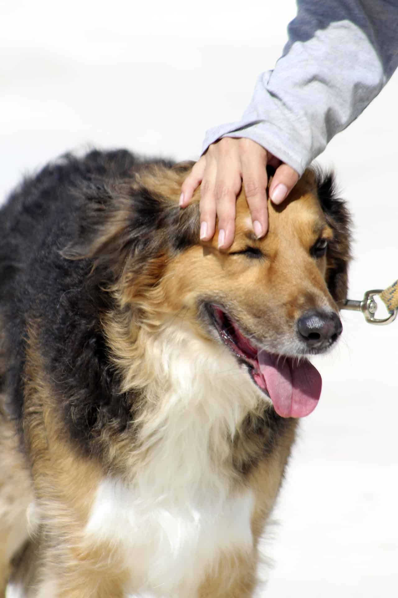 Image de chien de grande taille