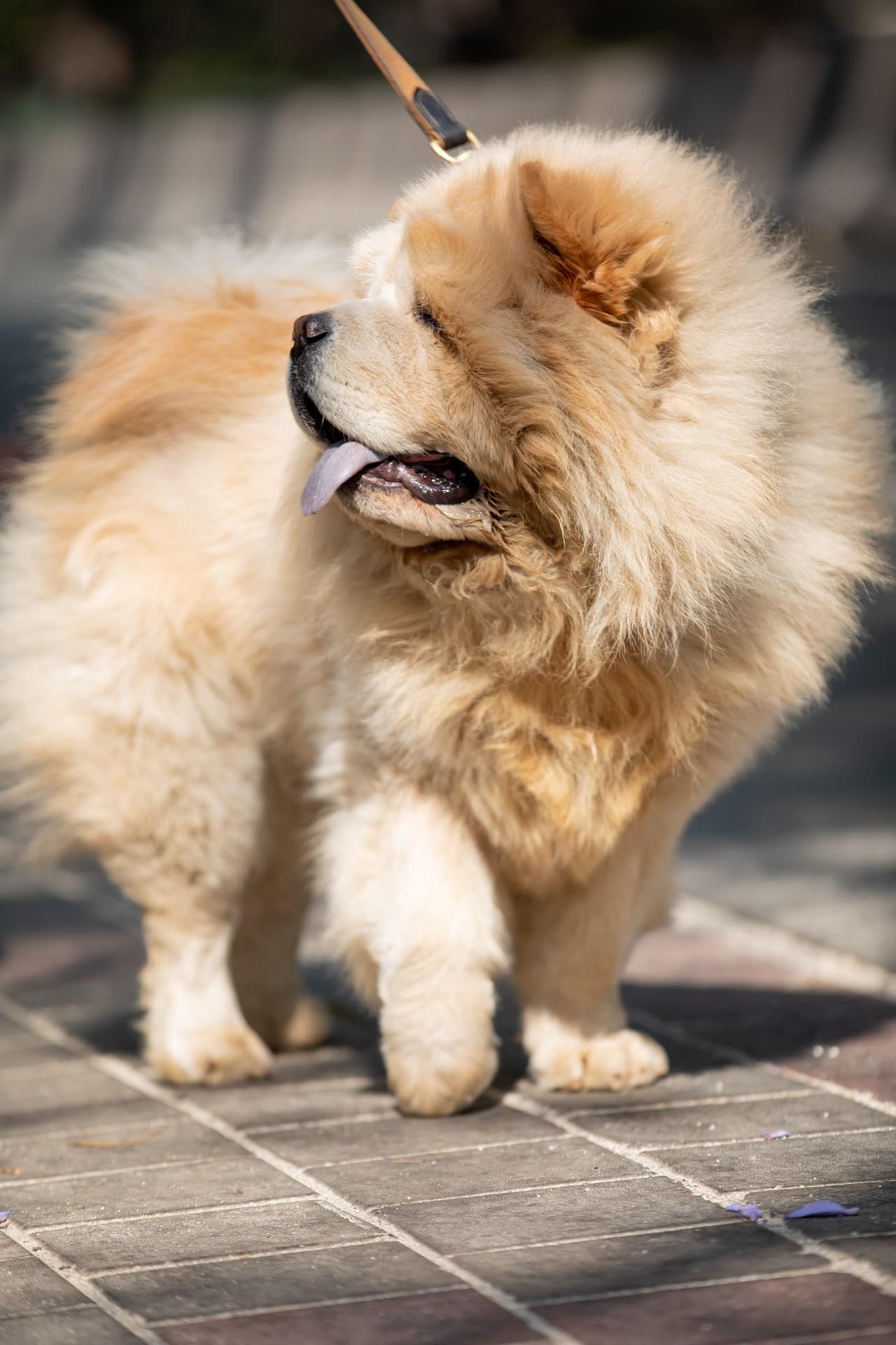 Questions fréquentes sur l'eurasier