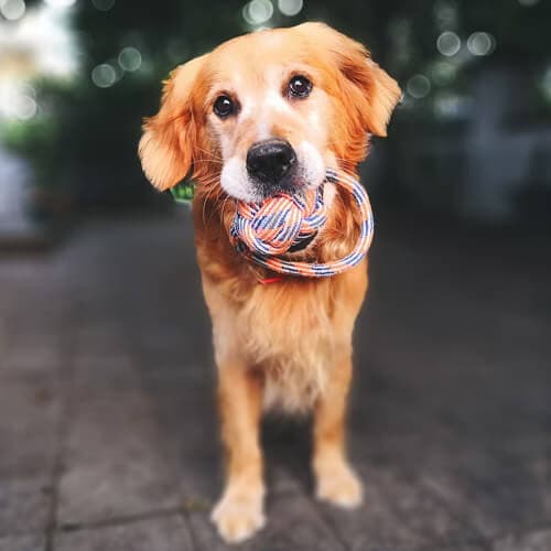 Virbac pour les chiens et les chats en bonne santé : une gamme de produits à découvrir