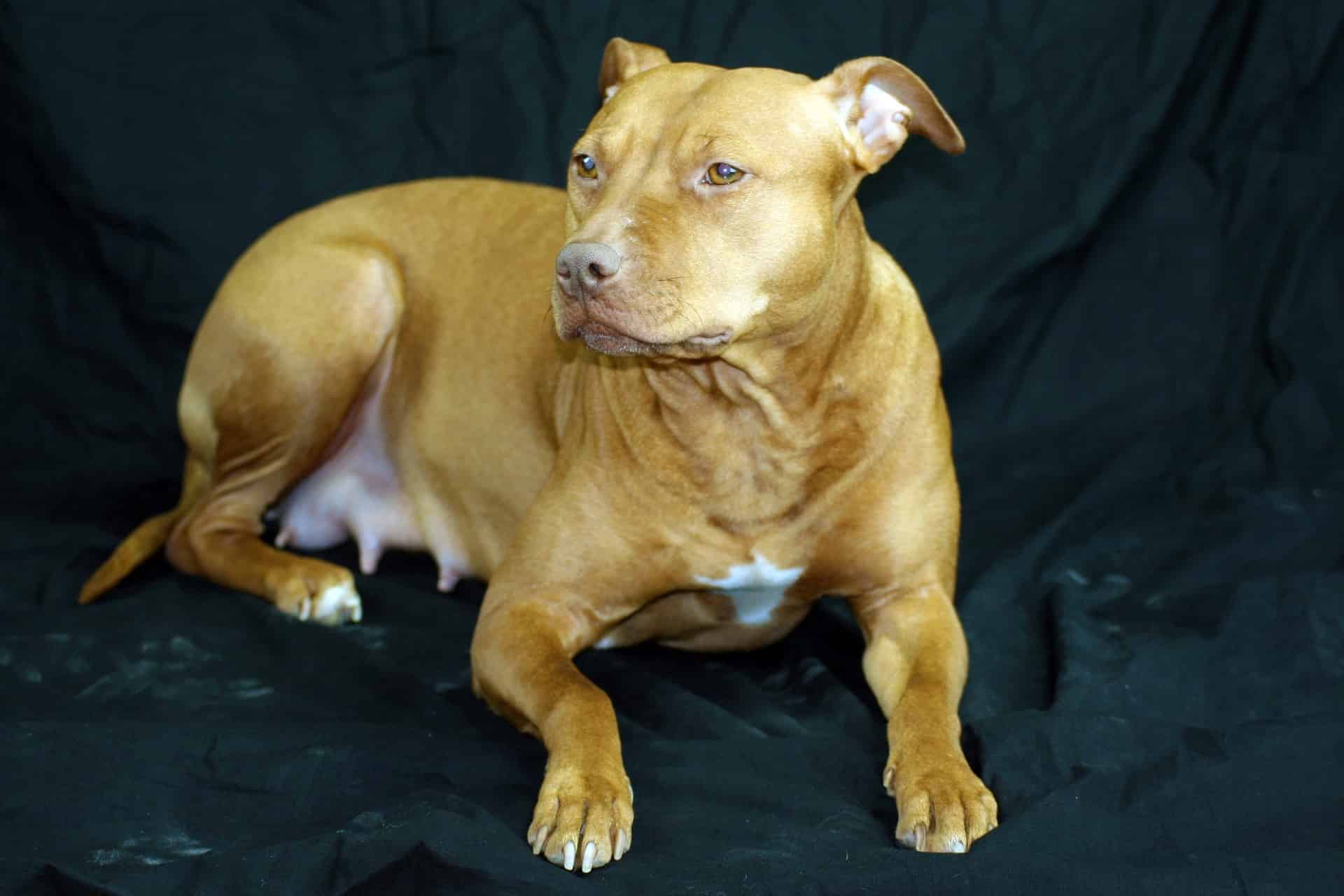 Image de chien de grande taille