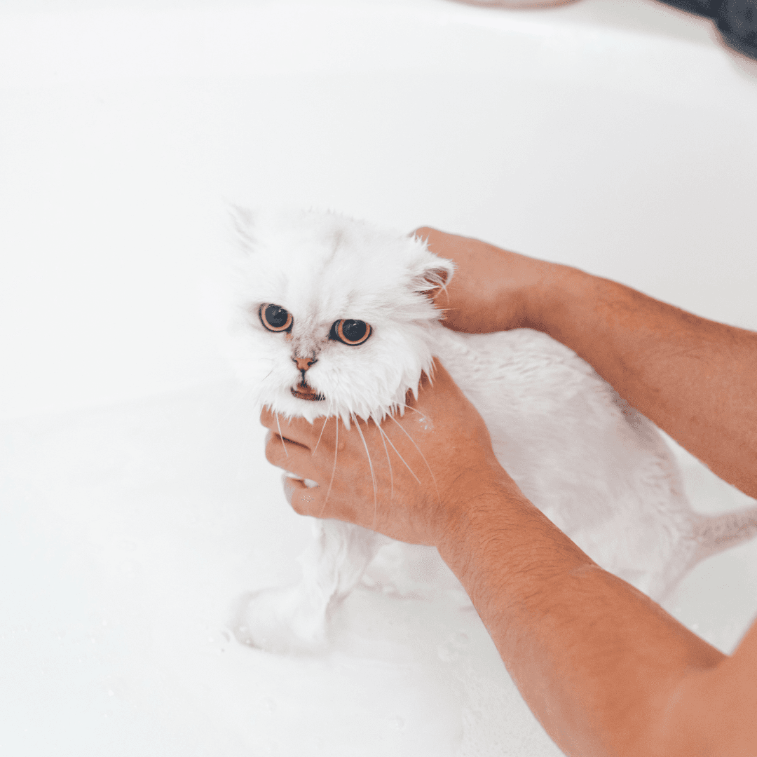 Bain pour chaton