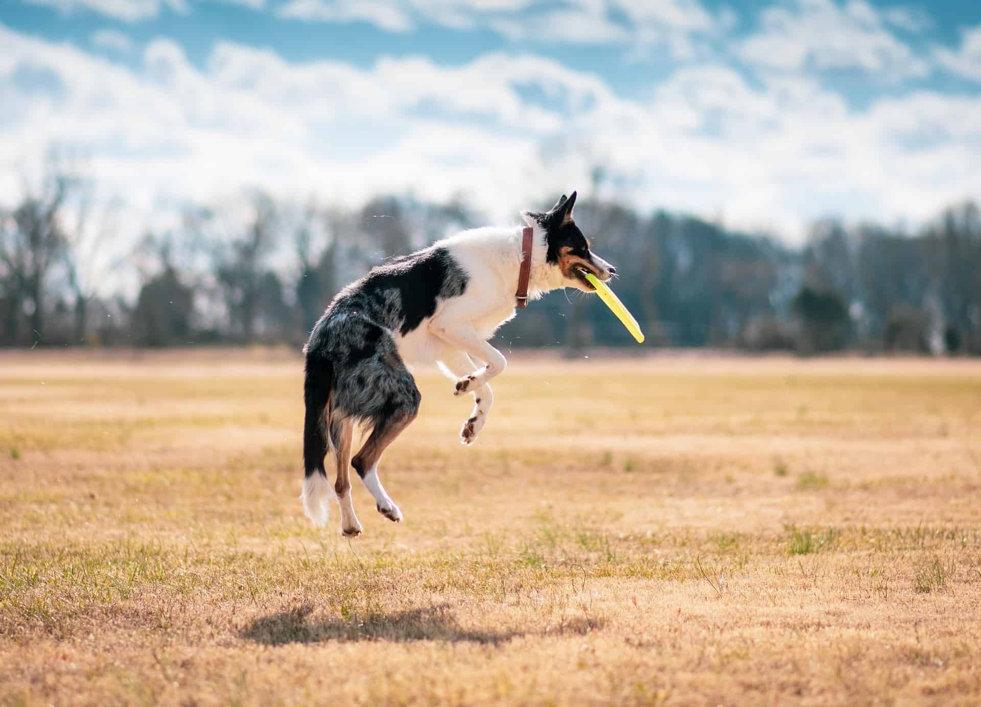 Chien qui joue