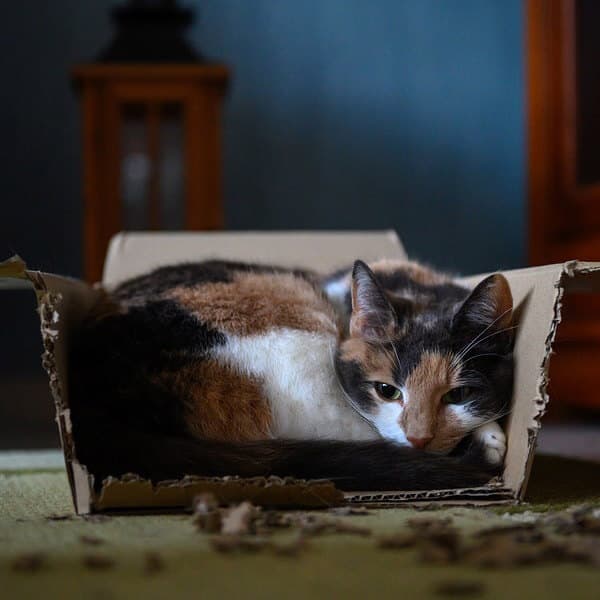 Préparer son déménagement