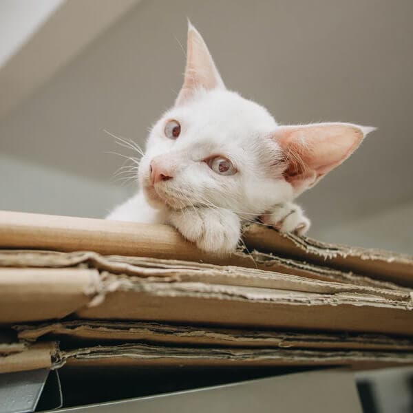 Disposez ses objets dans l’habitation