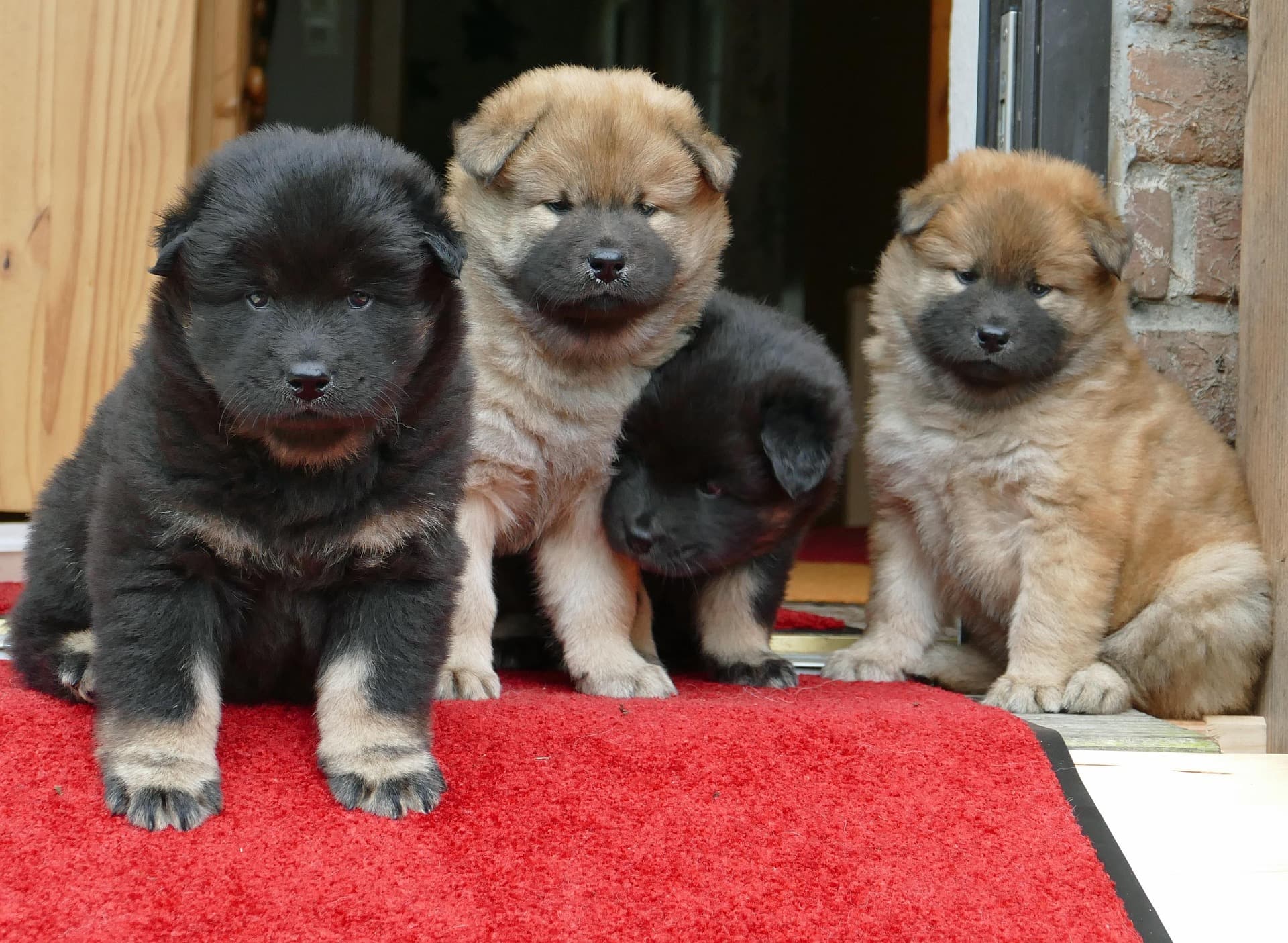 Image de chiots